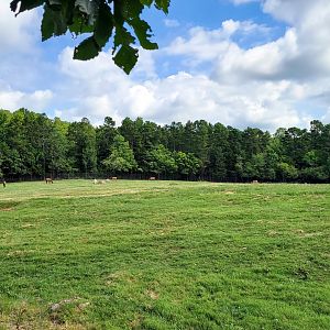 Aug. 2022 - North America: Prairie - 9+ Acre Bison/Elk Exhibit