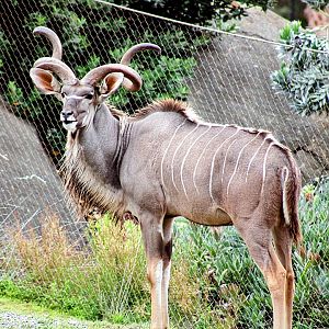 Male Greater Kudu (08/24/2022)