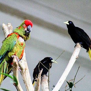 Red-fronted Macaw with Crested Oropendolas (08/24/2022)