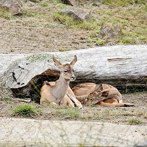 "Margaret" and the June Calf (08/24/2022)