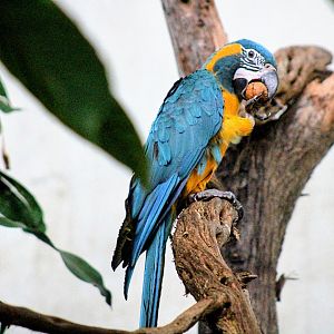 One of the New Blue-throated Macaws (08/24/2022)