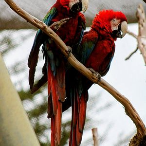 Bonded Pair of Green-winged [Red and green] Macaw [05/25/2022]