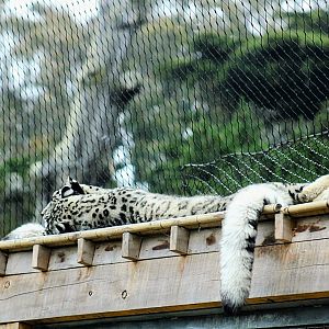 Sleeping Snow Leopard in Their New Habitat [05/25/2022]