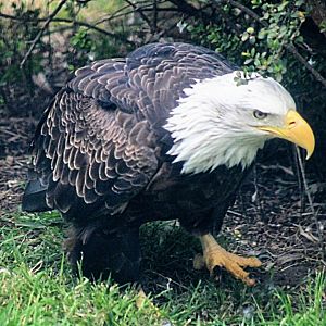 Sureshot the Bald Eagle (Rest in Peace) [05/25/2022]