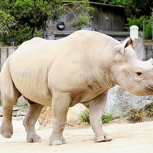 Eastern Black Rhinoceros (05/25/2022)