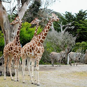 Tower of Reticulated Giraffes with Grant's Zebras (05/25/2022)