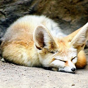 Sleeping Fennec Fox (05/26/2022)