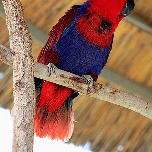 Female Red-sided Eclectus Parrot (05/26/2022)