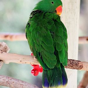 Male Red-sided Eclectus Parrot (05/26/2022)