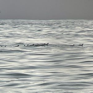 Common Murre