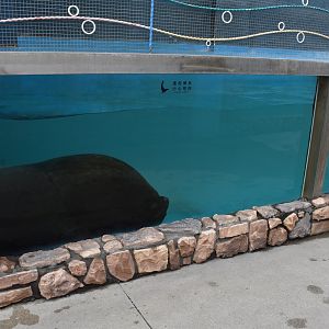 South American sea lion (Otaria flavescens/ byronia),