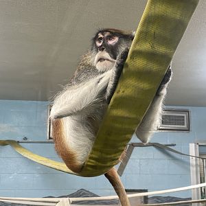 Patas monkey