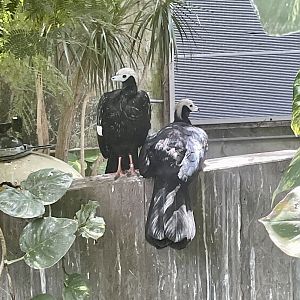 Blue-throated piping guan