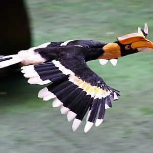 Great Pied Hornbill (Buceros bicornis)