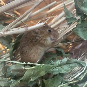 Harvest Mouse