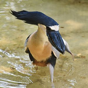 Boat-billed Heron (Cochlearius cochlearius)