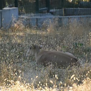 Saiga antelope (Saiga tatarica)