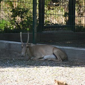 Male saiga antelope (Saiga tatarica)