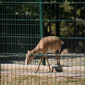 Saiga antelope (Saiga tatarica)