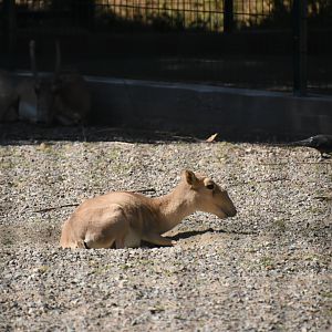 Saiga antelope (Saiga tatarica)