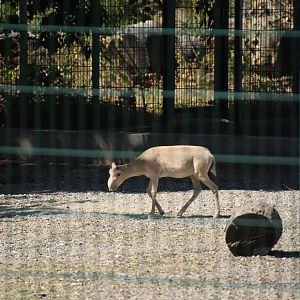 Saiga antelope (Saiga tatarica)