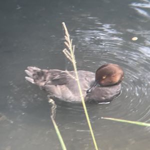 Duck ID?