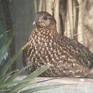 Tragopan ID?