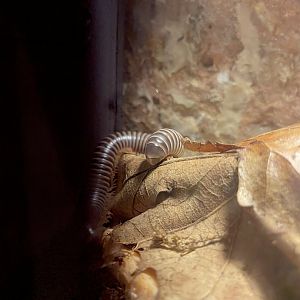 Millipede ID?