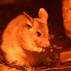 Malagasy giant jumping rat