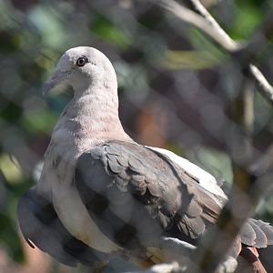 Pink pigeon