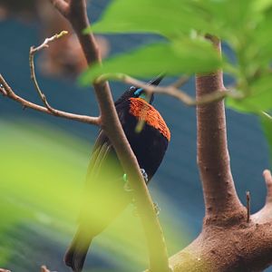 Scarlet chested sunbird
