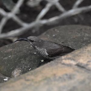 Scarlet chested sunbird building nest