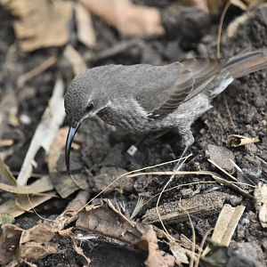 Sunbird female foraging for nest material