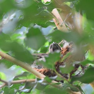 Sunbird on nest