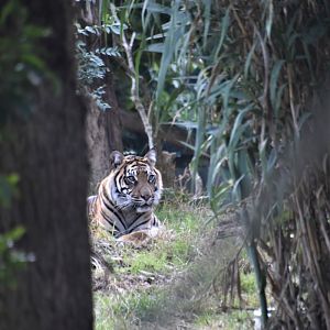 Gaysha - Sumatran tigress