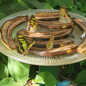 Butterfly World (2022)