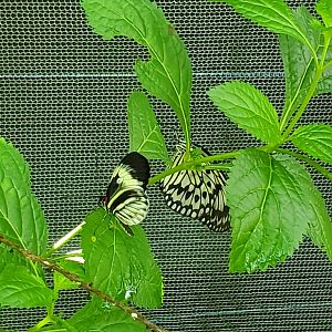 Butterfly World (2022)