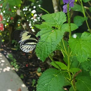 Butterfly World (2022)