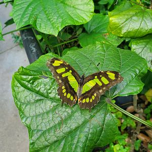 Butterfly World (2022)