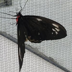 Butterfly World (2022)