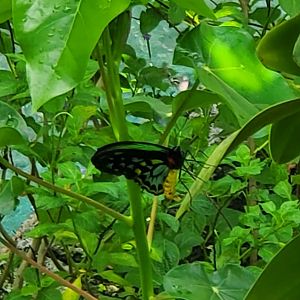 Butterfly World (2022)