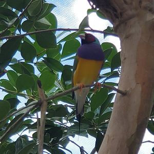 Butterfly World (2022) - Gouldian Finch