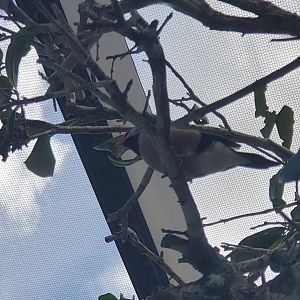 Butterfly World (2022) - Long-tailed Finch