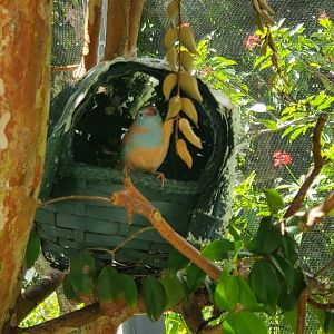 Butterfly World (2022) - Red-cheeked Cordonbleau