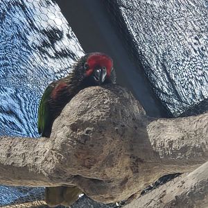 Butterfly World (2022) - Yellow-streaked Lory