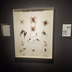 Butterfly World (2022) - Bug Museum & Zoo