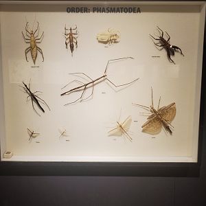 Butterfly World (2022) - Bug Museum & Zoo