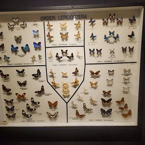 Butterfly World (2022) - Bug Museum & Zoo