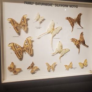 Butterfly World (2022) - Bug Museum & Zoo