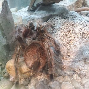 Butterfly World (2022) - Rosehair Tarantula